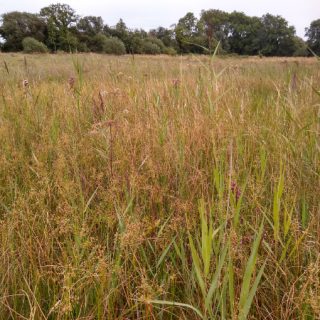 FE1D: Juncus subnodulosus – Mentha aquatica fen