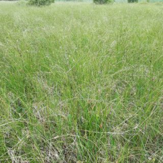 FE2C: Carex lasiocarpa – Menyanthes trifoliata mire