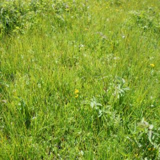 FE3B: Carex nigra – Potentilla anserina fen