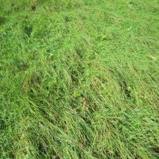FE3B: Carex nigra – Potentilla anserina fen