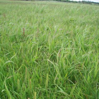 FE3C: Eleocharis palustris – Agrostis stolonifera fen