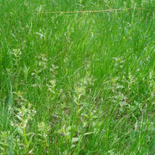 FE3C: Eleocharis palustris – Agrostis stolonifera fen