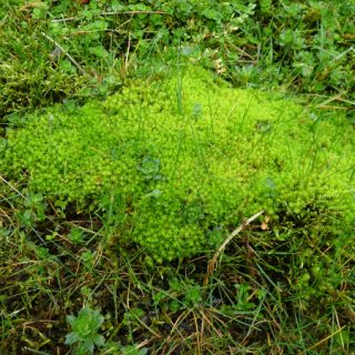 FE4A: Philonotis fontana – Chrysoplenium oppositifolium spring