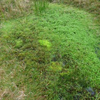 FE4A: Philonotis fontana – Chrysoplenium oppositifolium spring