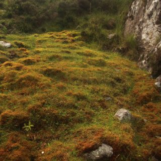 FE4B: Palustriella commutata – Bryum pseudotriquetrum spring