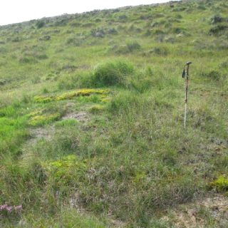 FE4B: Palustriella commutata – Bryum pseudotriquetrum spring
