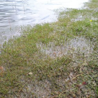 FW1A: Littorella uniflora – Ranunculus flammula aquatic community