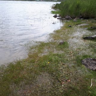 FW1A: Littorella uniflora – Ranunculus flammula aquatic community