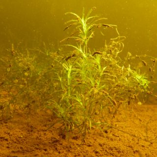 FW1D: Najas flexilis aquatic community