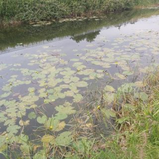 FW2J: Nuphar lutea aquatic community