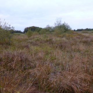 FW3J: Carex elata swamp