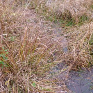 FW3J: Carex elata swamp