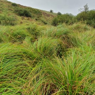FW3K: Carex paniculata swamp