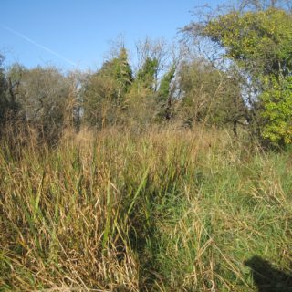 FW3L: Glyceria maxima swamp