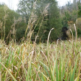 FW3L: Glyceria maxima swamp