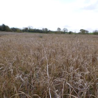 FW3M: Typha latifolia swamp