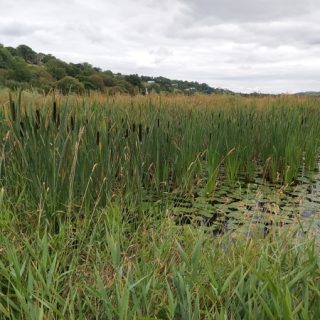 FW3M: Typha latifolia swamp