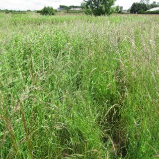 GL3G: Arrhenatherum elatius – Dactylis glomerata grassland