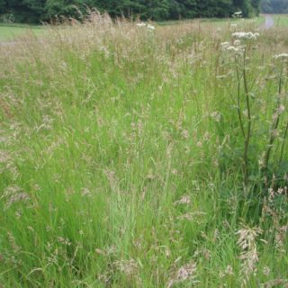 GL3G: Arrhenatherum elatius – Dactylis glomerata grassland