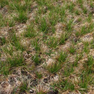 HE3G: Juncus squarrosus – Rhytidiadelphus loreus heath