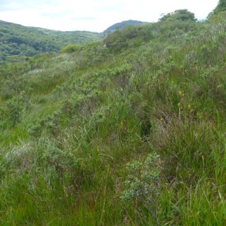 HE4F: Molinia caerulea – Myrica gale flush