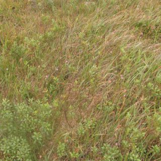 HE4F: Molinia caerulea – Myrica gale flush