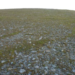 RH2F: Festuca vivipara – Oligotrichum hercynicum fellfield