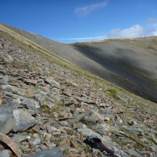 RH2F: Festuca vivipara – Oligotrichum hercynicum fellfield