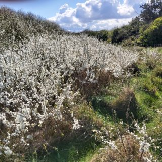 SC1A: Prunus spinosa – Crataegus monogyna scrub