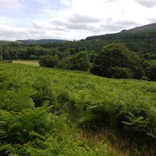 SC1C: Pteridium aquilinum – Rubus fruticosus agg. scrub