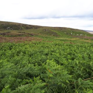 SC1C: Pteridium aquilinum – Rubus fruticosus agg. scrub