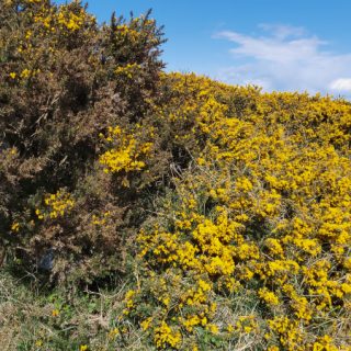 SC1D: Ulex europaeus – Rubus fruticosus agg. scrub