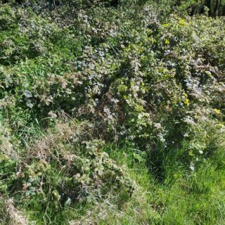 SC1E: Rubus fruticosus agg. – Holcus lanatus wayside community