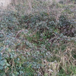 SC1E: Rubus fruticosus agg. – Holcus lanatus wayside community