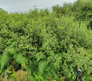 SC1G: Salix aurita – Luzula sylvatica scrub