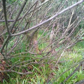 SC1G: Salix aurita – Luzula sylvatica scrub