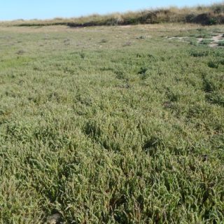 SM1C: Suaeda maritima saltmarsh