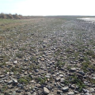 SM1C: Suaeda maritima saltmarsh