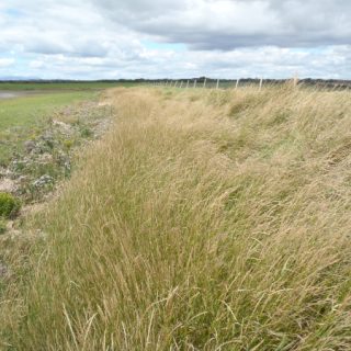 SM7A: Elytrigia repens coarse grassland