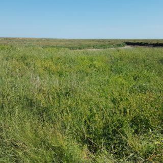 SM7A: Elytrigia repens coarse grassland
