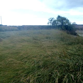 SM7B: Elytrigia atherica saltmarsh