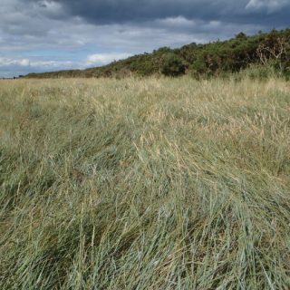 SM7B: Elytrigia atherica saltmarsh