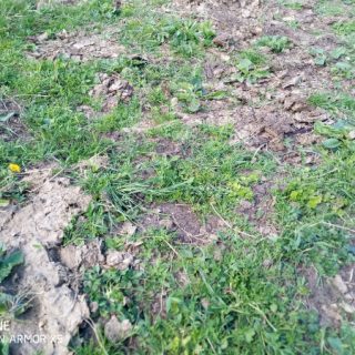 WE1E: Poa annua – Plantago major weed community