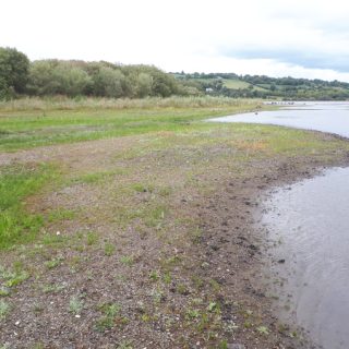WE2A: Persicaria maculosa – Limosella aquatica inundation community