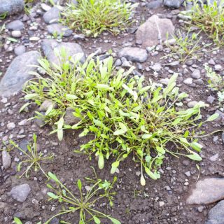 WE2A: Persicaria maculosa – Limosella aquatica inundation community