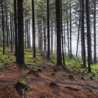 WL5A: Picea sitchensis forest