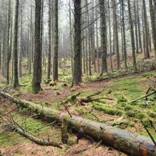 WL5A: Picea sitchensis forest