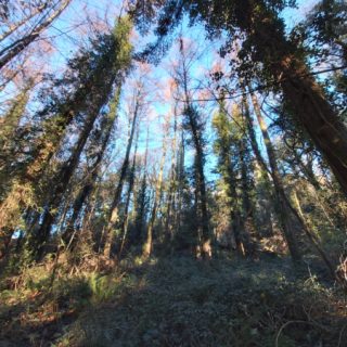 WL5B: Larix kaempferi forest