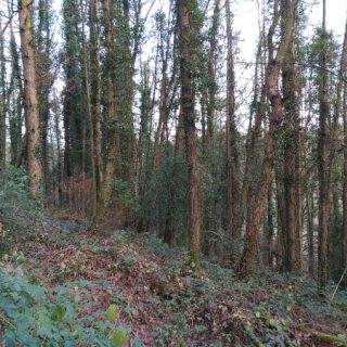 WL5B: Larix kaempferi forest