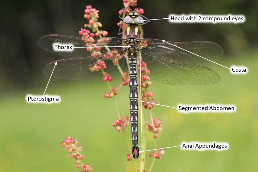 Dragonfly & Damselfly Biology National Biodiversity Data Centre